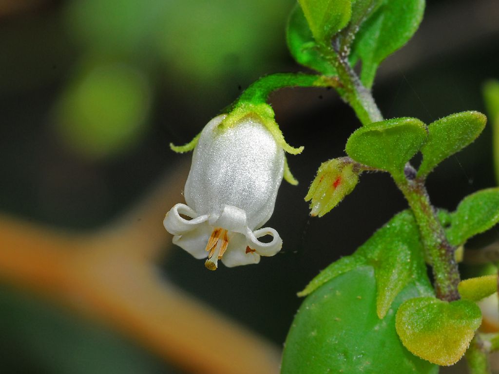 Minuscoli fiori bianchi con frutti verdi: Salpichroa origanifolia (Solanaceae)